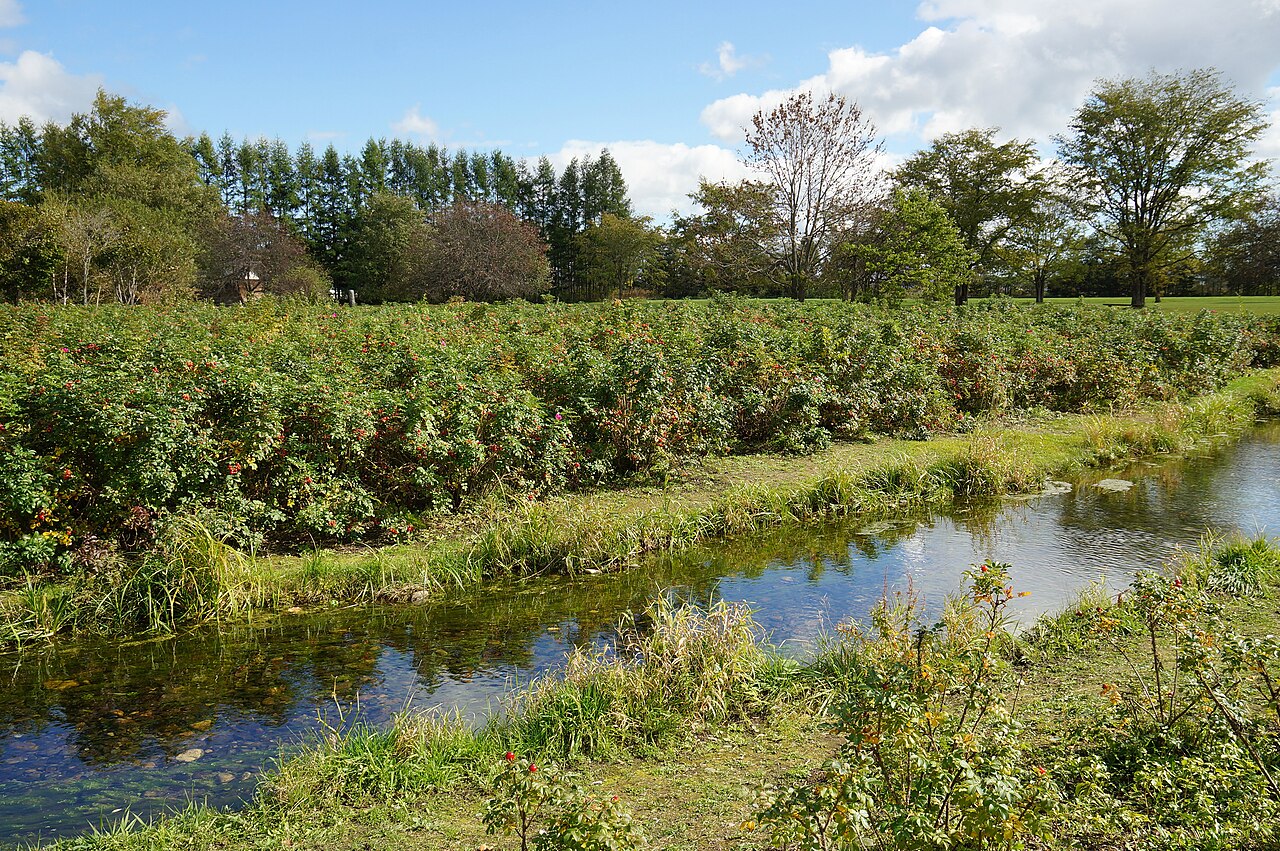六花の森の風景