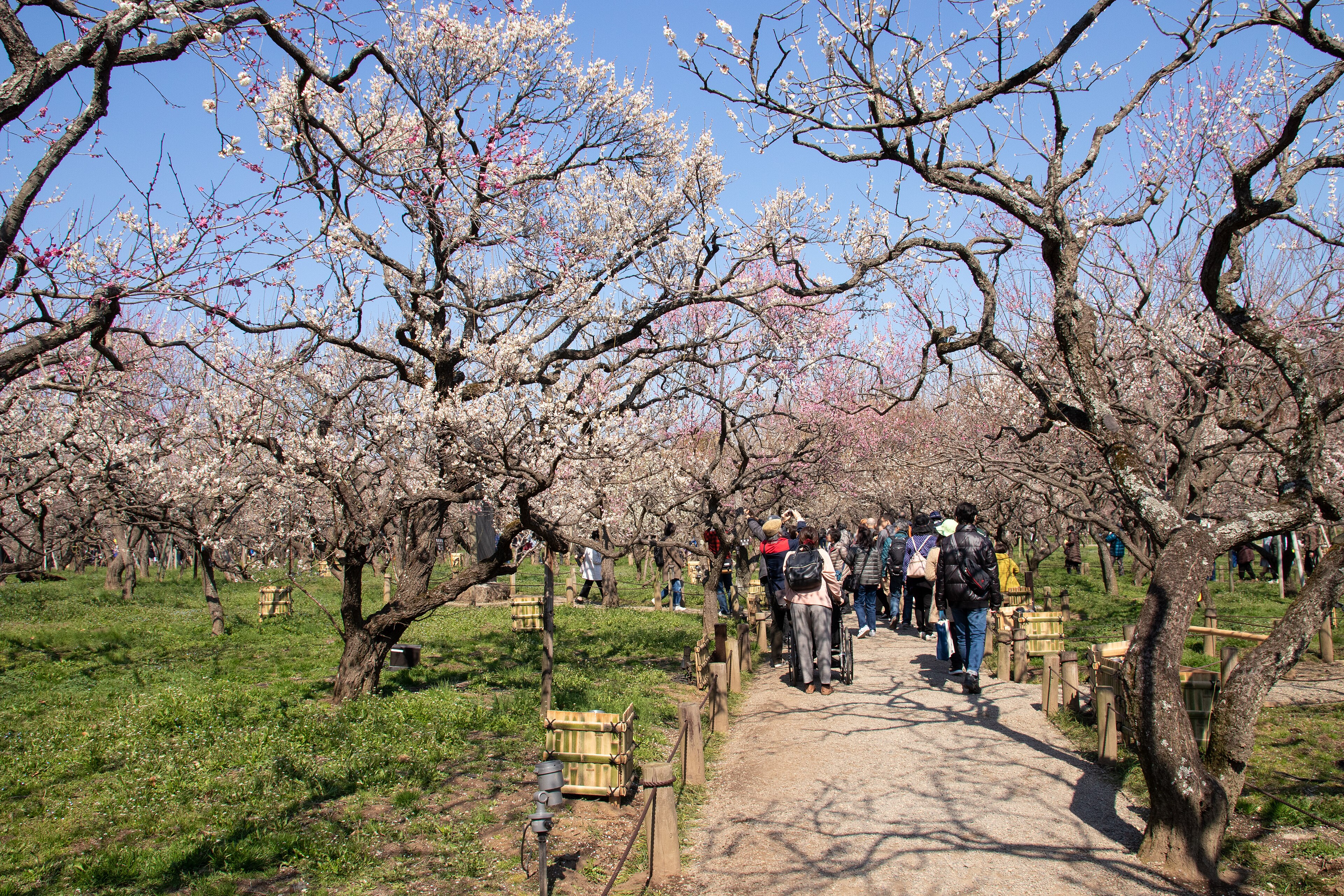 偕楽園の風景
