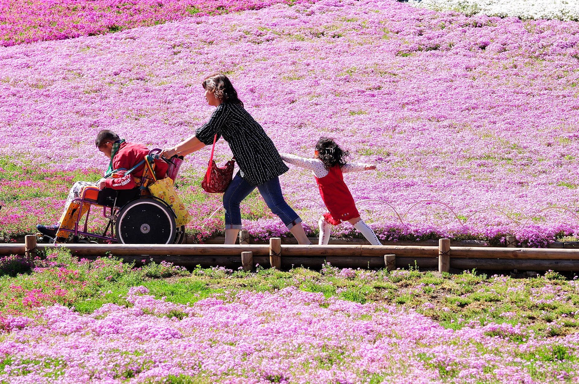 羊山公園の芝桜