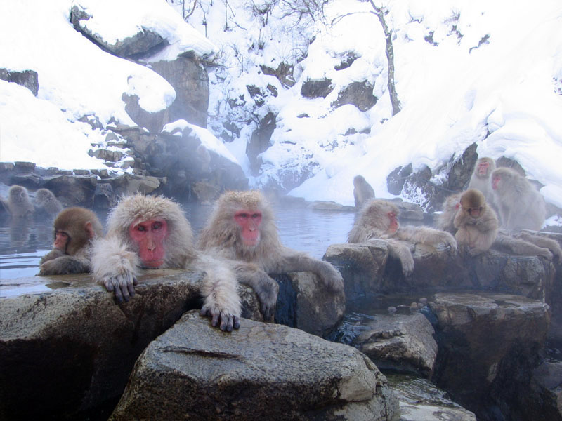 地獄谷野猿公苑の風景