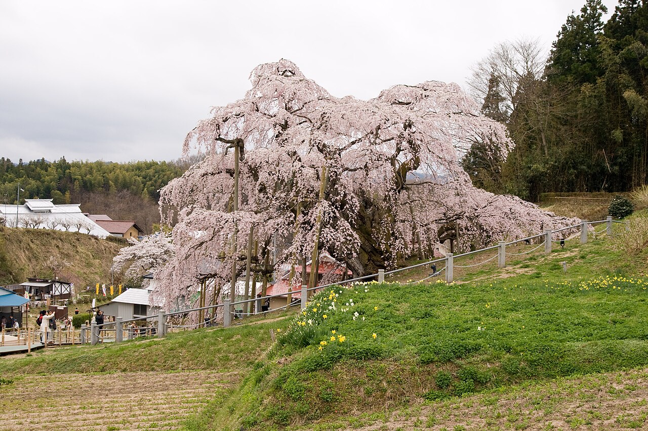 三春滝桜