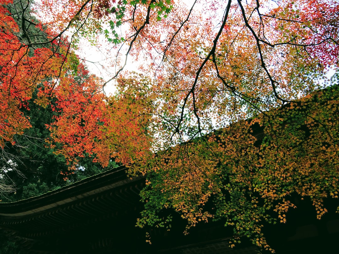 室生