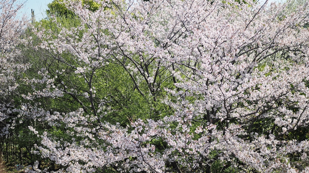 小湊鐵道沿線の風景