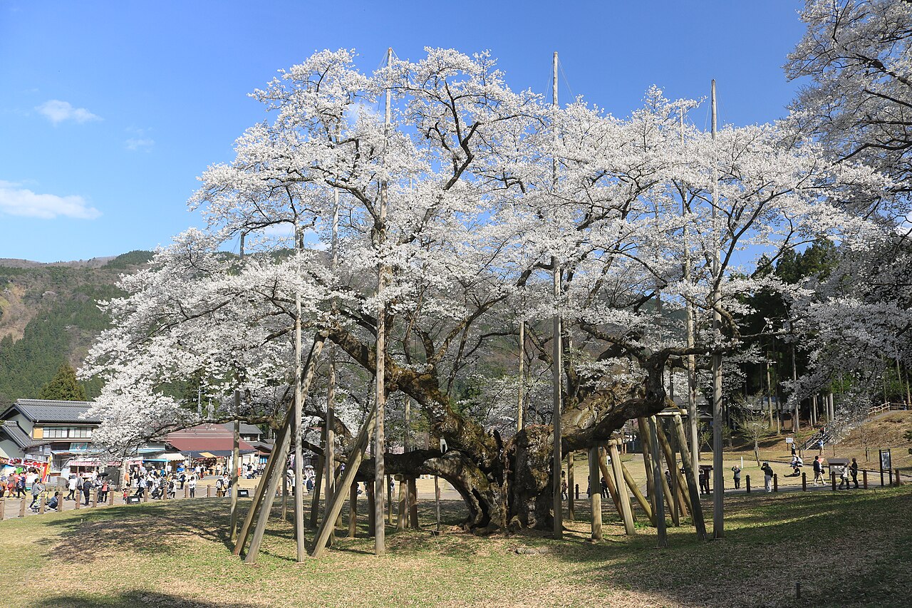 根尾谷淡墨桜の風景