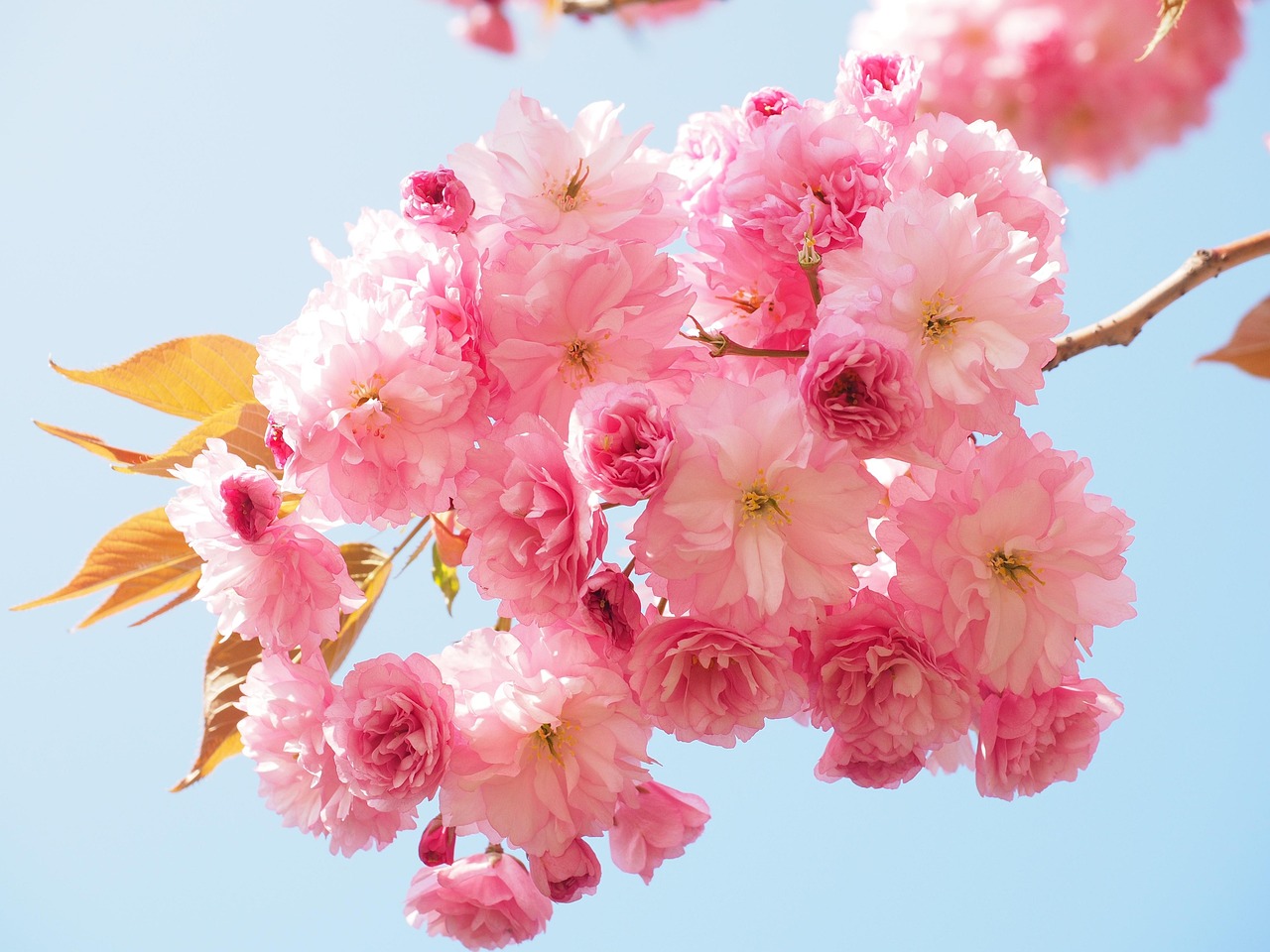 黒田の百年桜