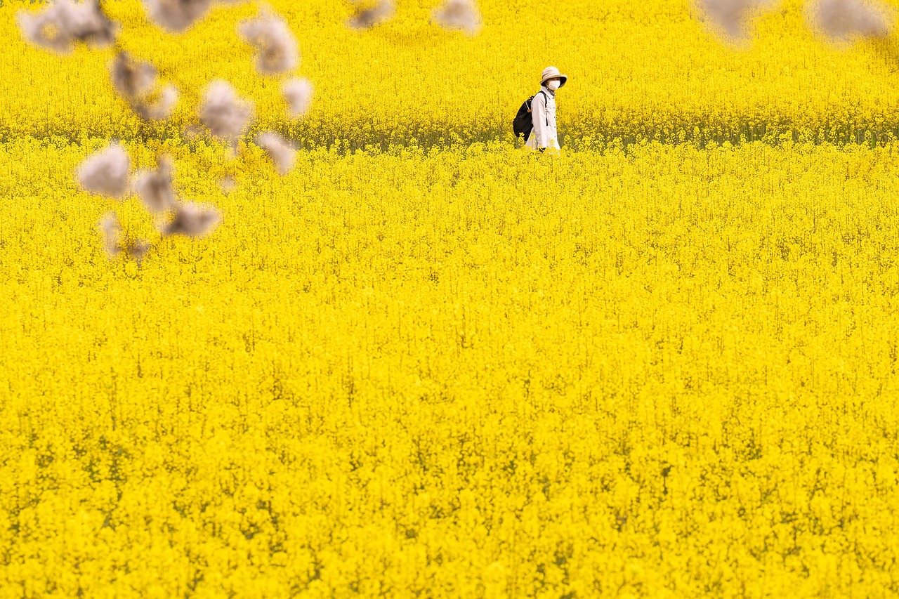 舟川べり菜の花ロード