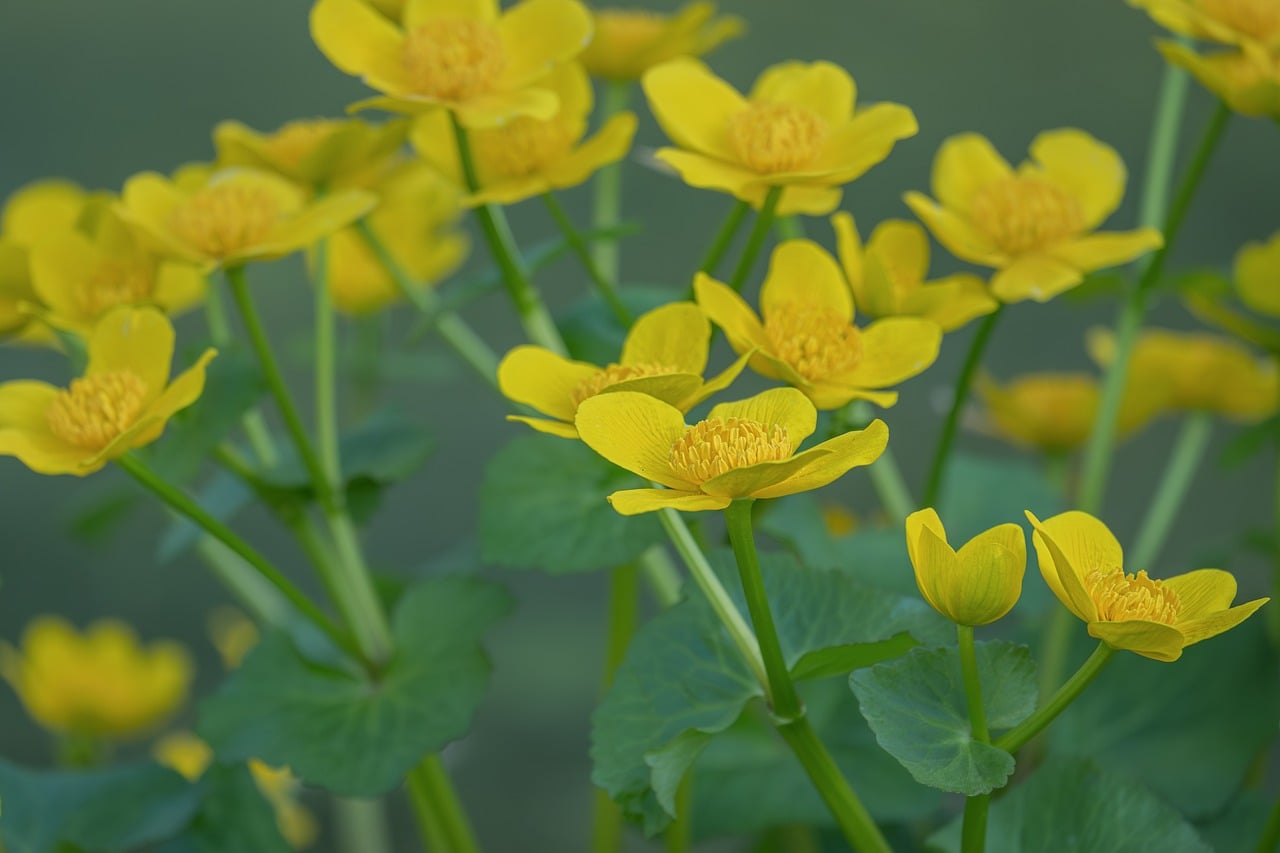 湿地帯の群生植物園