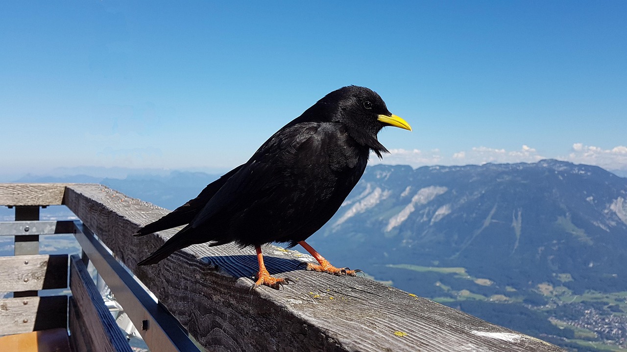 山鳥の湯