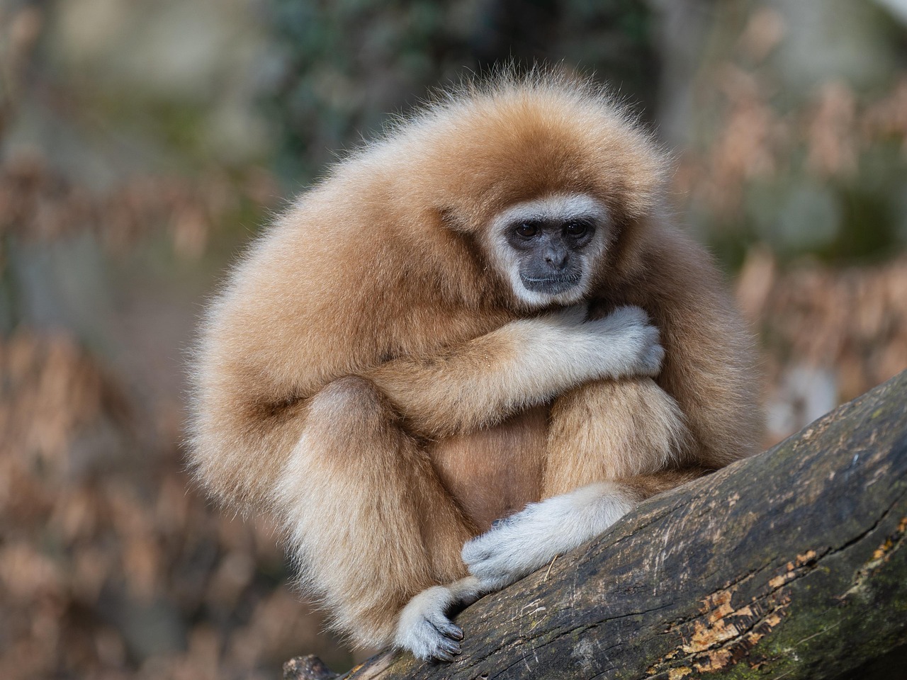 大牟田動物園