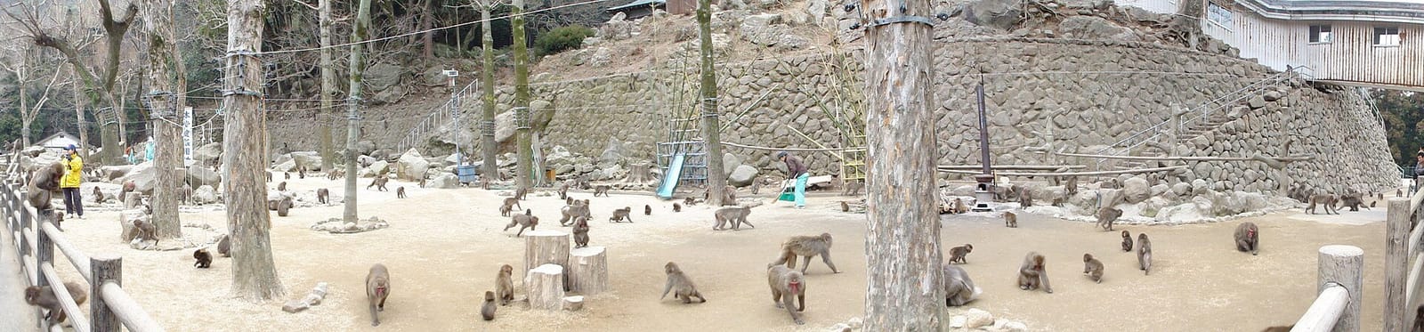 大分の高崎山自然動物園